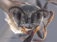 Gastrosericus zyx image