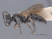 Gastrosericus zyx image