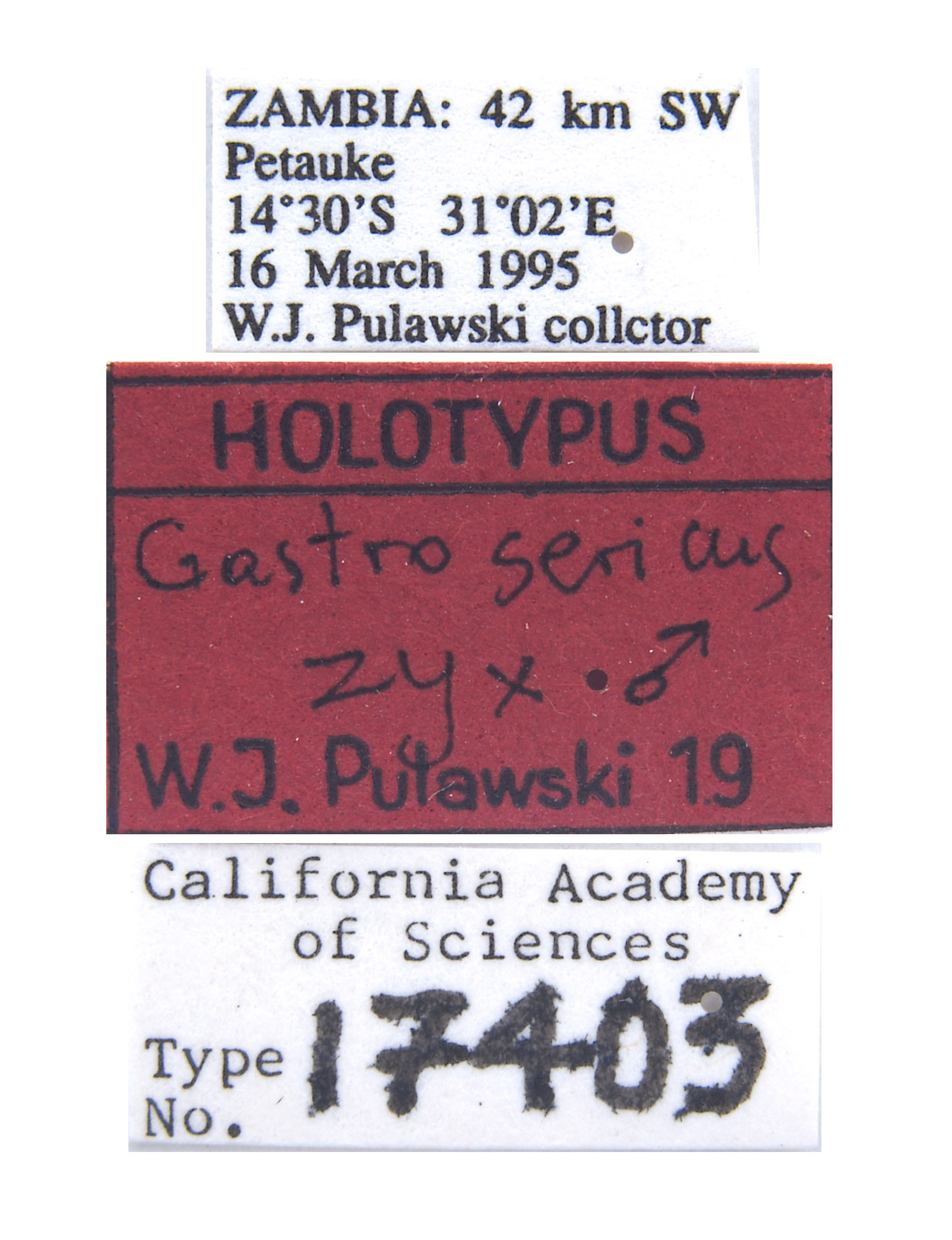 Gastrosericus zyx image