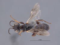 Astata amenartais image