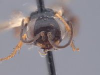 Image of Astata amenartais