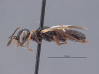 Astata amenartais image