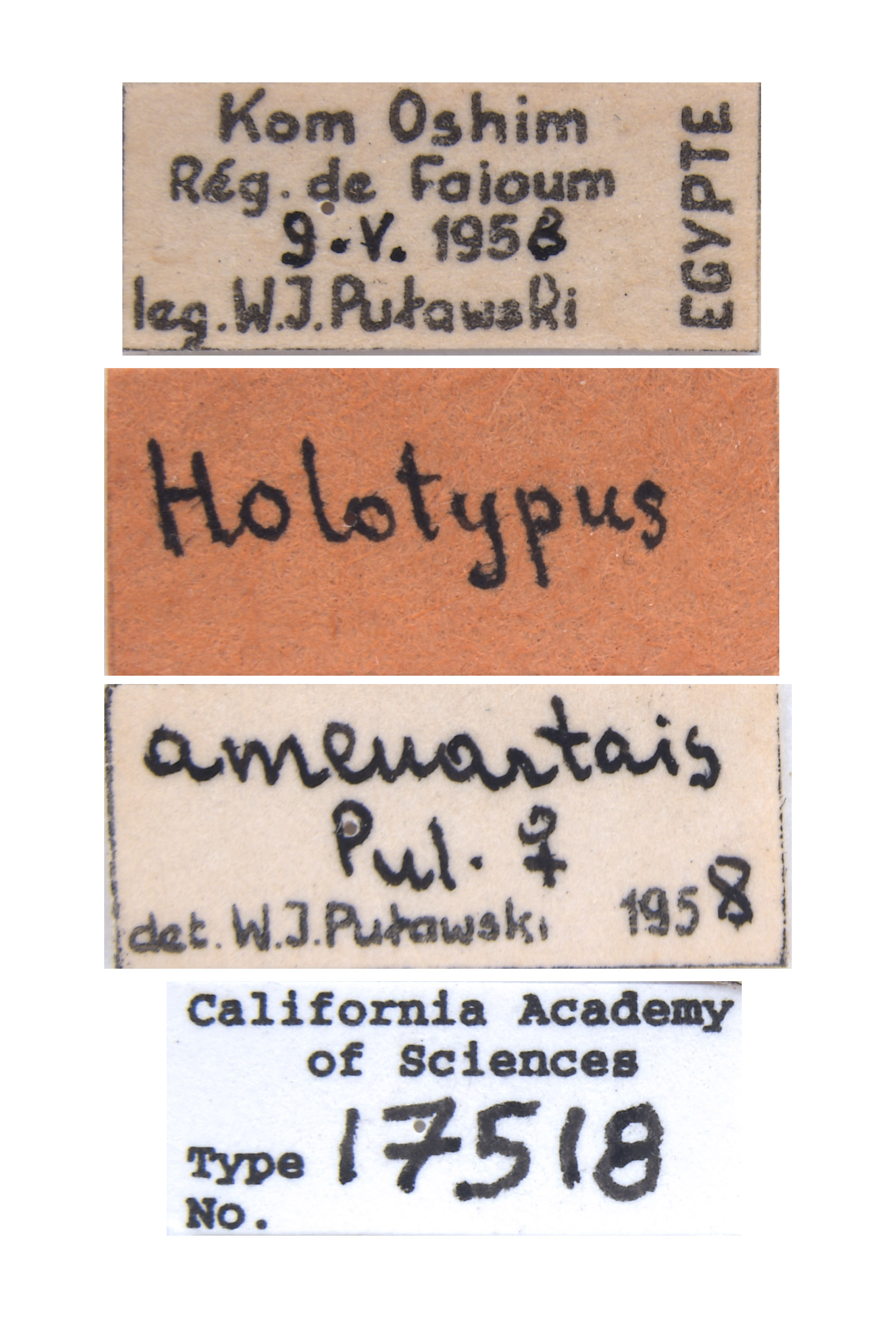 Astata amenartais image