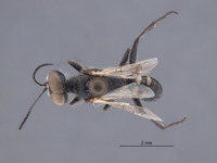 Astata amenartais image