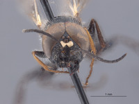 Astata amenartais image