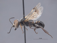 Astata amenartais image