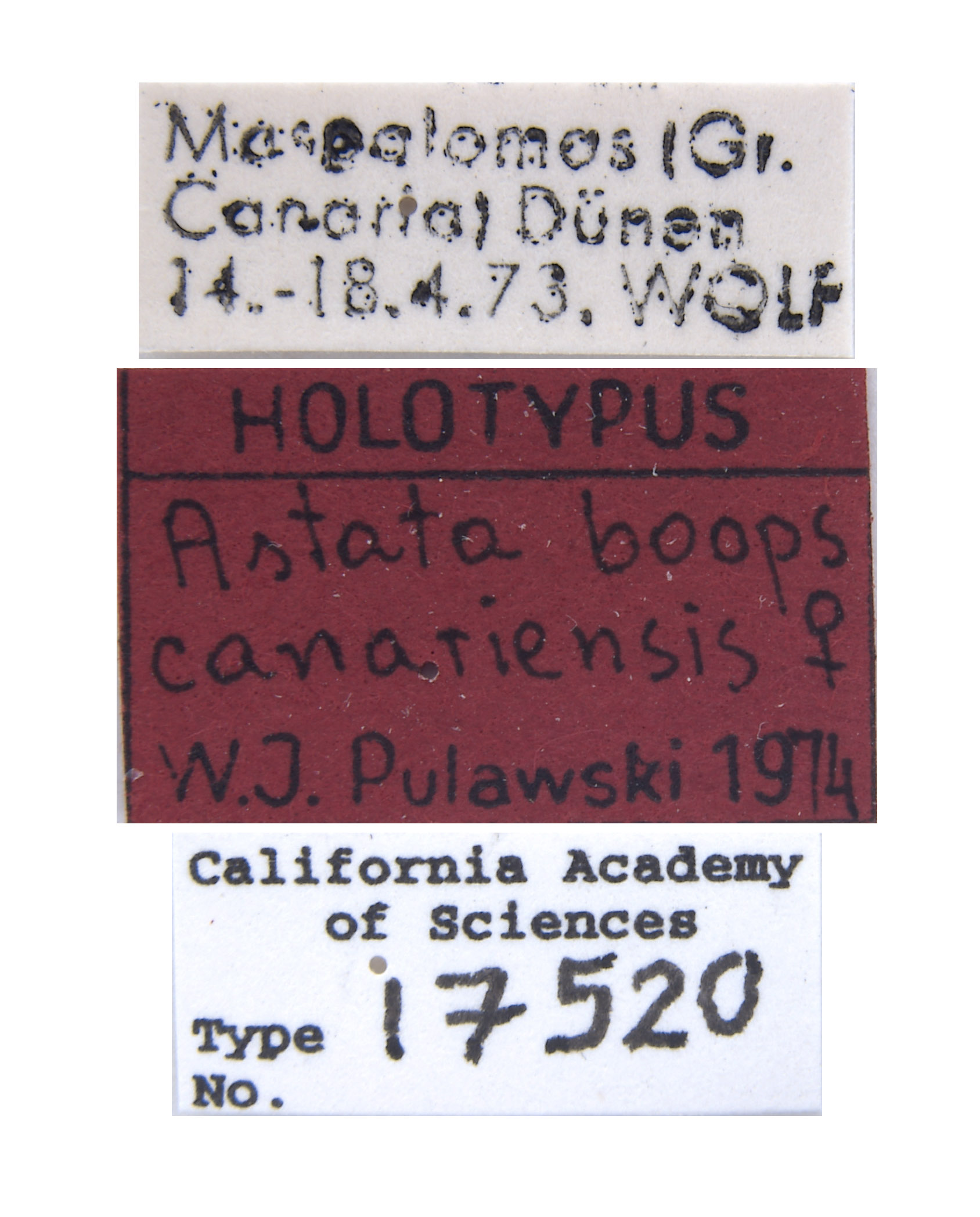 Astata boops canariensis image