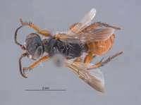 Image of Astata cleopatra