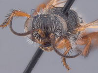 Astata cleopatra image