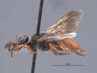 Astata cleopatra image