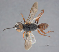 Astata eremita image