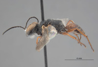 Image of Astata eremita