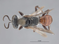 Image of Astata lusitanica