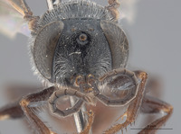 Astata lusitanica image