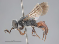 Astata lusitanica image