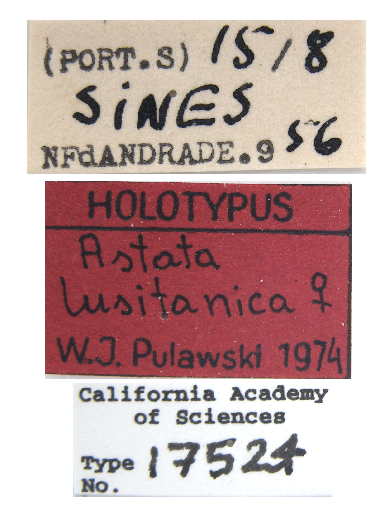 Astata lusitanica image