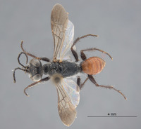 Astata nephertiti image