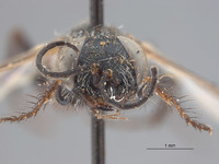 Astata nephertiti image