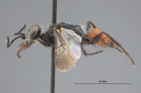 Image of Astata nephertiti