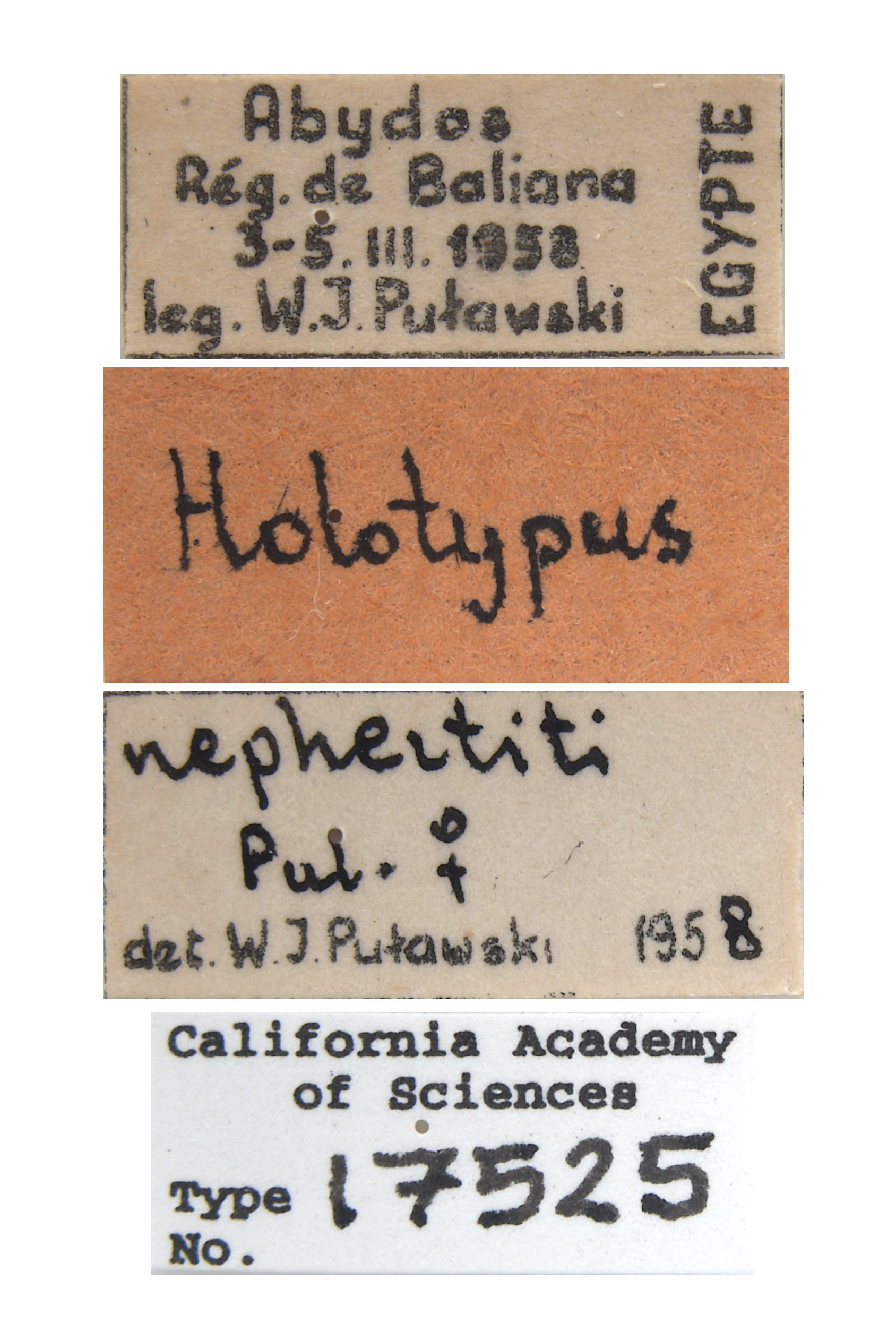 Astata nephertiti image