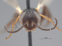 Image of Astata opaca