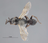 Astata osiriaca image