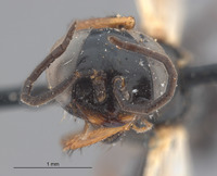 Image of Astata osiriaca