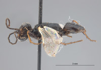 Astata osiriaca image