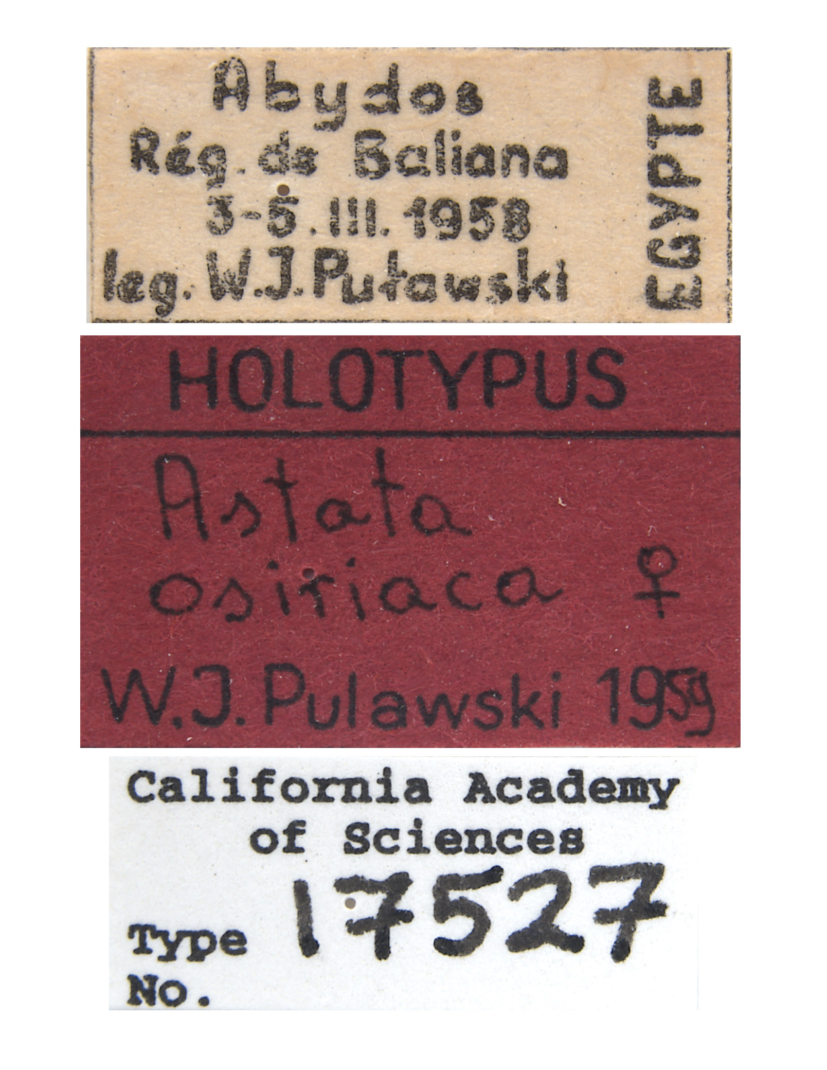 Astata osiriaca image