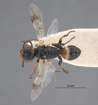 Astata osiriaca ammochtona image