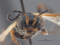 Astata osiriaca ammochtona image