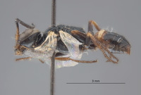 Astata osiriaca ammochtona image