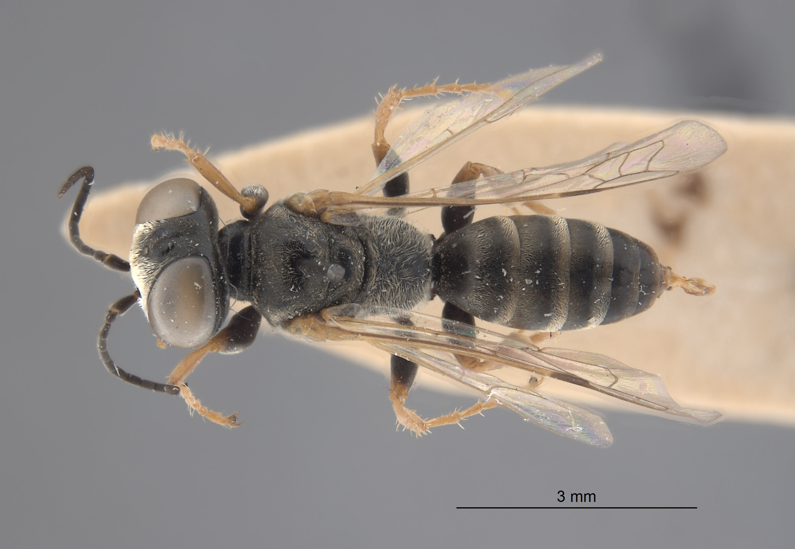 Tachysphex beaumonti image