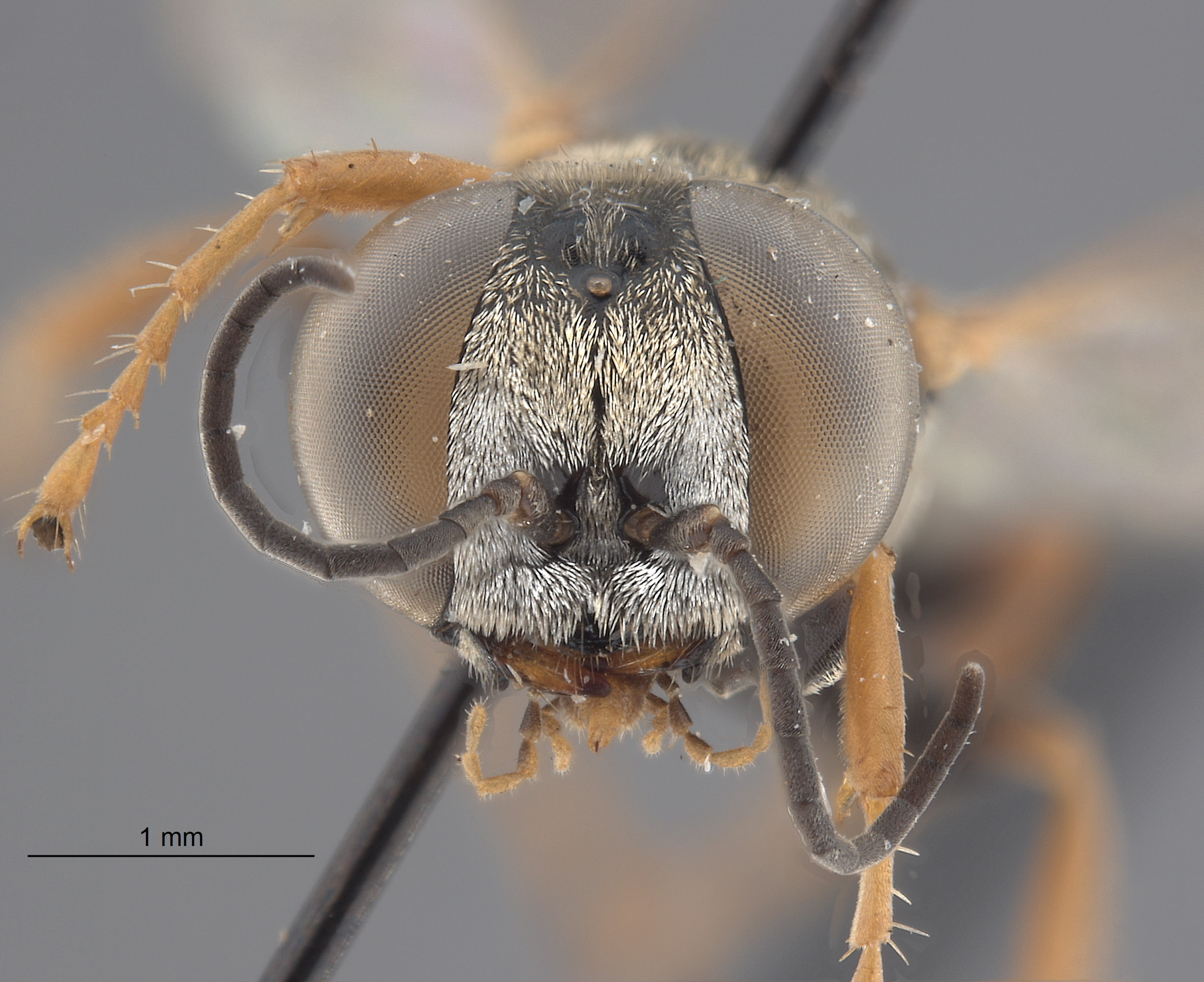 Tachysphex beaumonti image