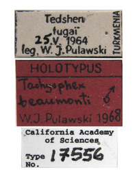 Image of Tachysphex beaumonti