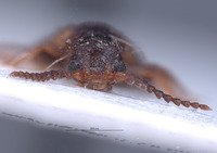 Carphuroides californicus image