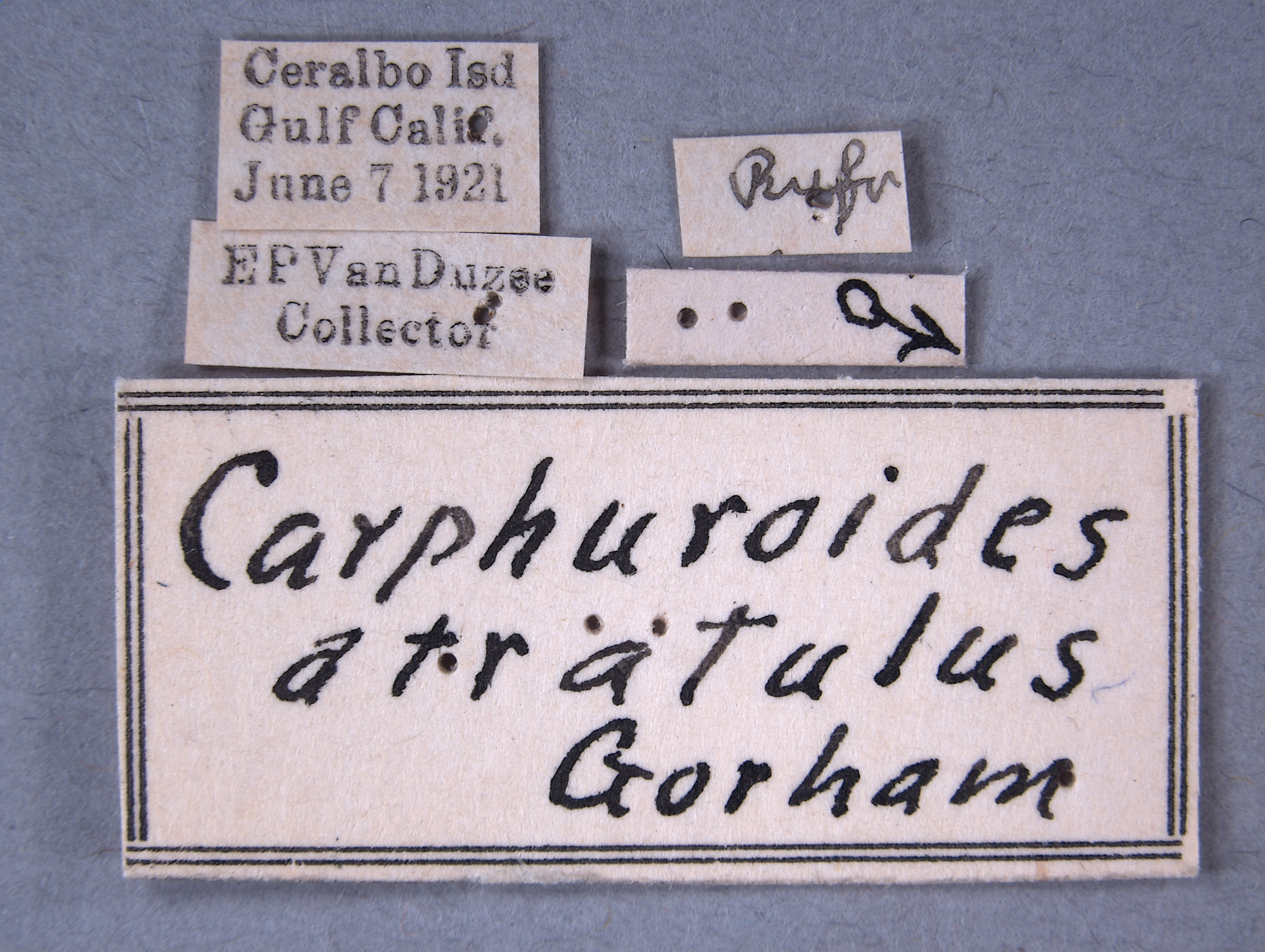 Carphuroides image