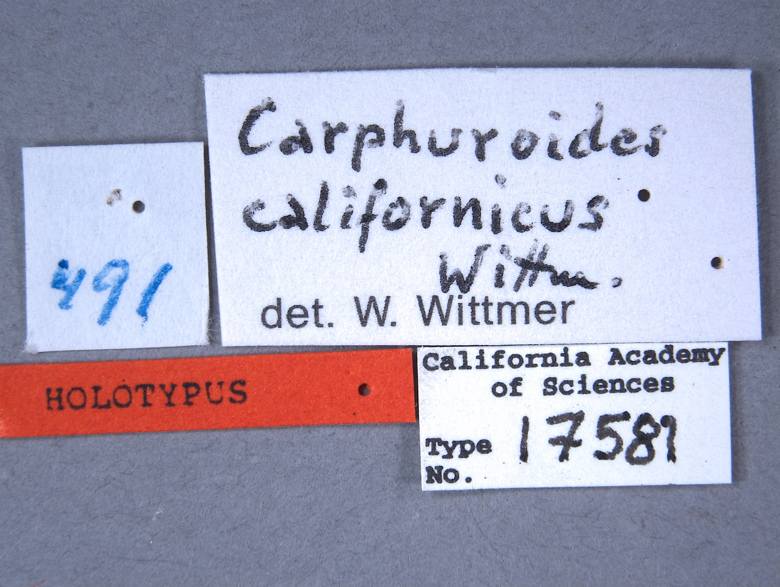 Carphuroides californicus image