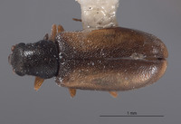 Mecomycter majeri image