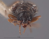 Mecomycter majeri image