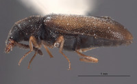 Mecomycter majeri image