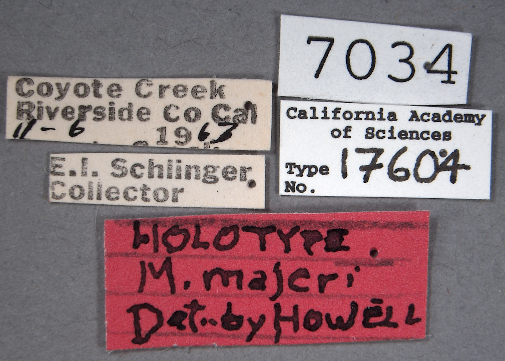 Mecomycter majeri image