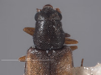 Mecomycter majeri image