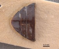 Rhantus franzi image