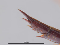 Rhantus franzi image