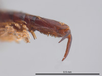 Rhantus franzi image