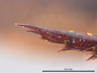 Rhantus franzi image