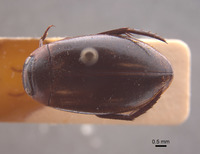 Rhantus franzi image