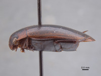 Rhantus franzi image