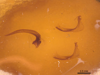 Rhantus franzi image